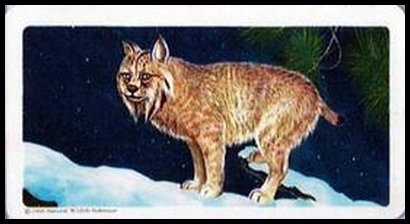 6 Lynx